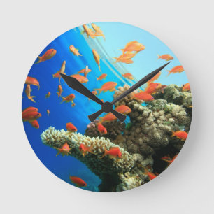 Relógio Redondo Lyretail anthias on coral reef