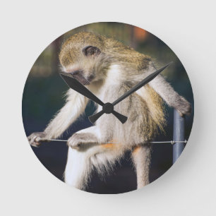 Relógio Redondo Macaco