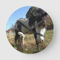 Marrom &Branco, Cavalo Pintado, flor de rendas Rai