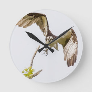 Relógio Redondo Osprey Vindo Até Você