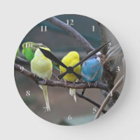 Parakeets Orçamenta Parrots Aves Bright Pássaros