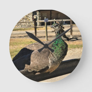 Relógio Redondo Peacock em uma cerca, Idaho