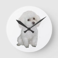 Poodle - branco 1