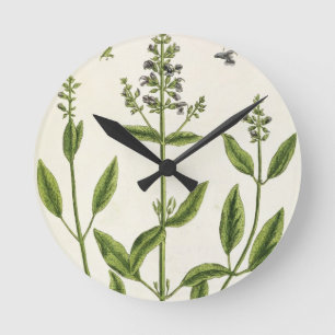 Relógio Redondo Salviam, de "A Curiosa Herbal", 1782 (mosca-colori