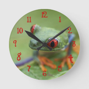 Relógio Redondo sapo de árvore Vermelho-eyed (callidryas de