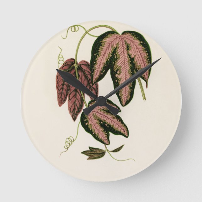 Relógio Redondo Vinha de Passão de três cores (Passiflora Trifasci (Frente)