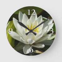 White Waterlily e Bud Floral