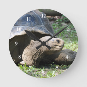 Relógio Redondo Wildlife Tortoise Photo