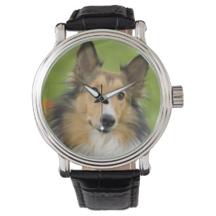 Relógio Rough Collie, cachorro