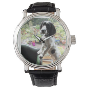 Relógio spaniel de springer