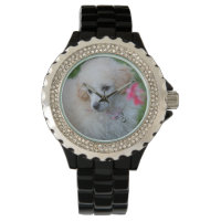 Toy Poodle cão Rhinestone