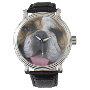 Relógio Um bulldog inglês na Bélgica.