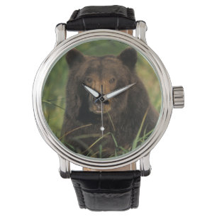 Relógio urso pardo, Ursus arctos, urso cinzento, Ursus 9