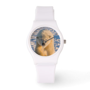Relógio urso polar, Ursus maritimus, urso polar no gelo