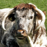 RELÓGIO VACA<br><div class="desc">Design fotográfico de uma vaca longhorn inglesa uma raça castanha e branca de gado bovino.</div>