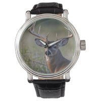 veado-de-cauda-branca Odocoileus virginianus