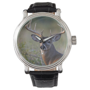 Relógio veado-de-cauda-branca Odocoileus virginianus
