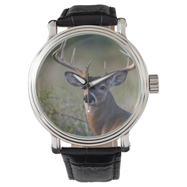 Relógio veado-de-cauda-branca Odocoileus virginianus (Frente)