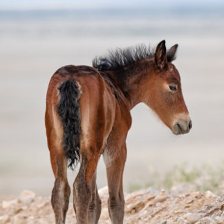 Relógio Wild Horse Watch