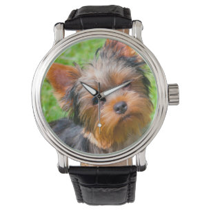 Relógio Yorkshire Terrier olhando para cima