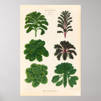 Repolho & Couve-flor 1876 IMPRESSÃO DE CARTAZ Vint