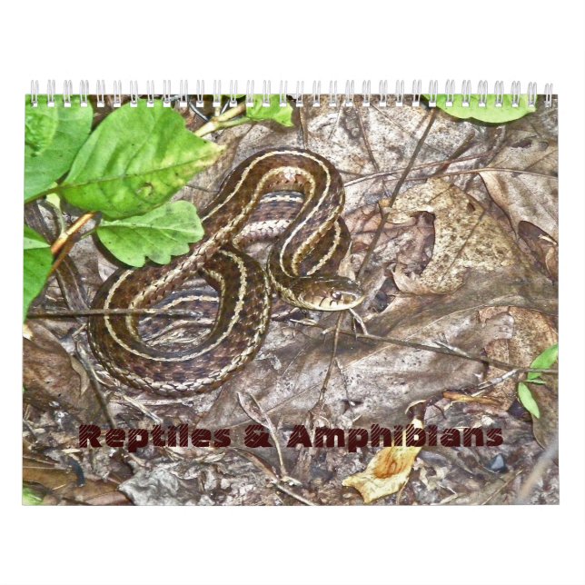 Répteis e Anfíbios do Calendário #1 (Capa)
