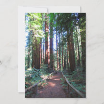 Design de Trilha de Sequoia