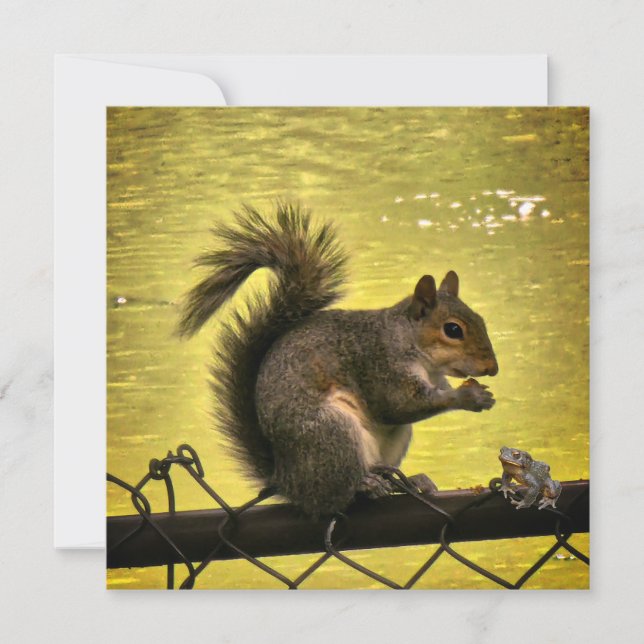 Reserve A Data Esquilo cinzento oriental (Sciurus carolinensis)  (Frente)