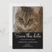 Foto de Gato de Casamento