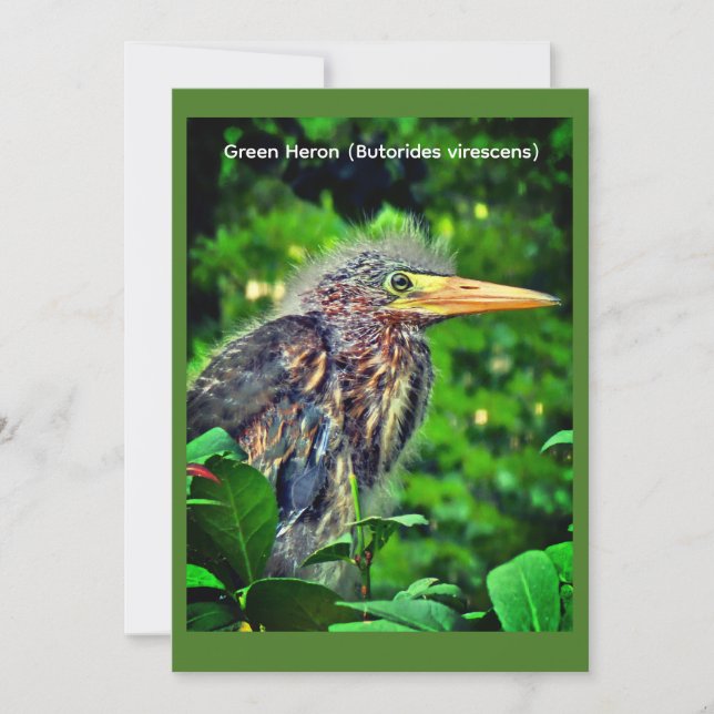 Reserve A Data Garça-verde (Butorides virescens) (Frente)