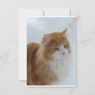 Reserve A Data Gato_da_Floresta_Norueguesa