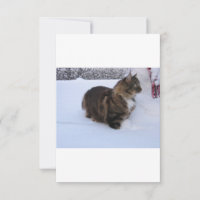 gato floresta norueguesa na neve