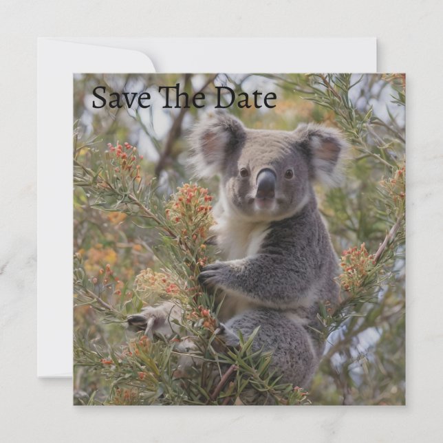 Reserve A Data Grevillea Koala Bear (Frente)