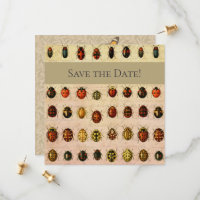 Inseto do Inseto Ladybug Ladybird Beetle