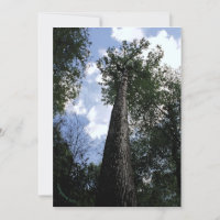 Placa Poplar/Joyce Kilmer Poem Trees