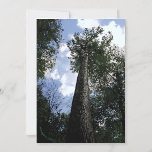 Reserve A Data Placa Poplar/Joyce Kilmer Poem Trees