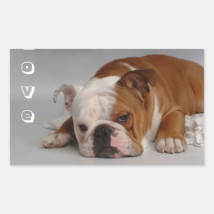 Retangular Adesivo de Boas-Vindas ao Cachorrinho Bulldog Ingl
