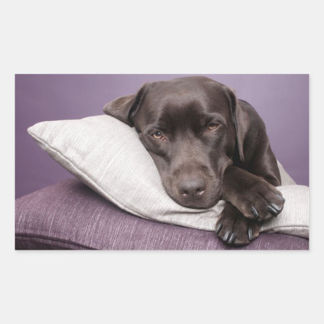 Retangular Adesivo de Cachorro Labrador Retriever Marrom / Pr (Frente)