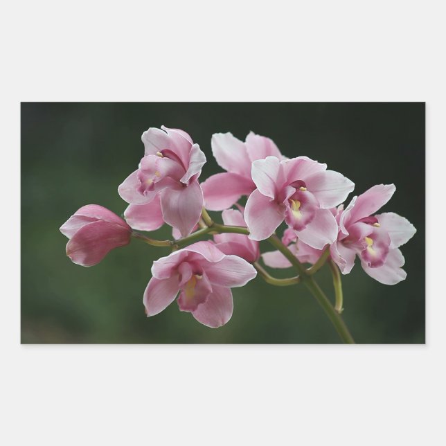 Retangular adesivo de retângulo cor-de-rosa profundo (Frente)
