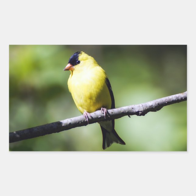 Retangular Adesivo de retângulo de pássaro Goldfinch American (Frente)