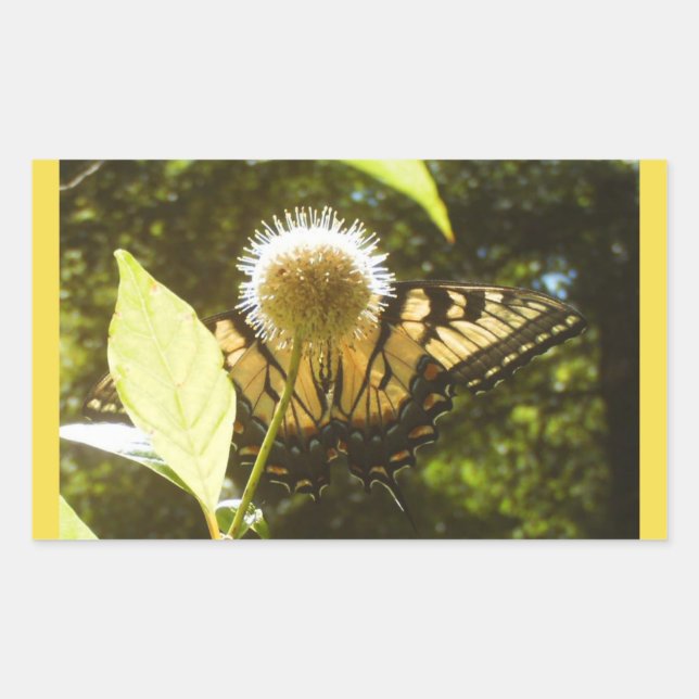 Retangular Adesivo Monarca Amarelo (Frente)