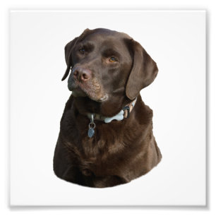 Retrato da foto de Labrador do chocolate