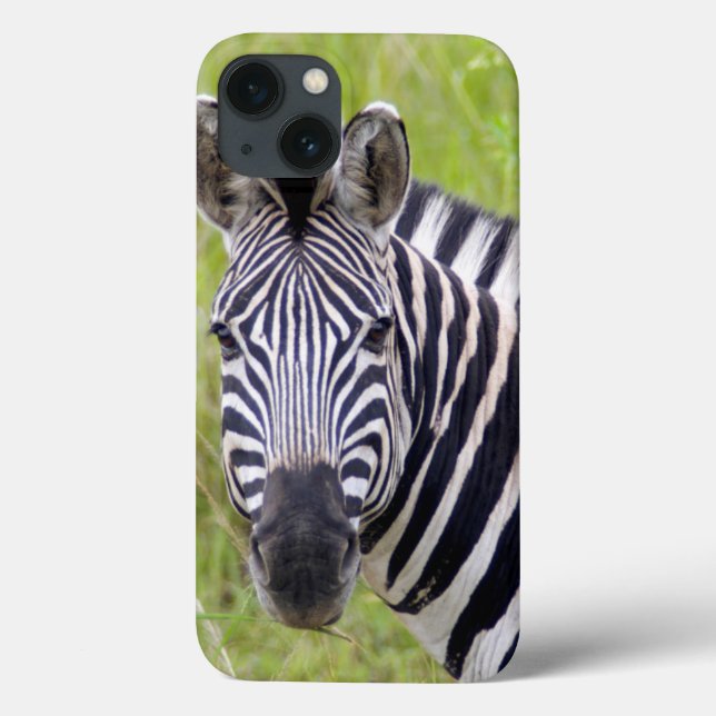 Retrato da zebra das planícies, jogo de (Verso)