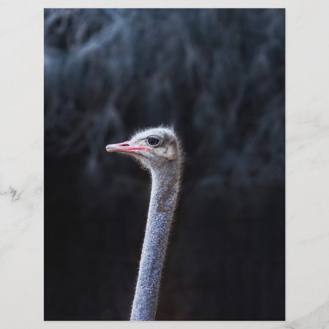 retrato de avestruz (Frente)