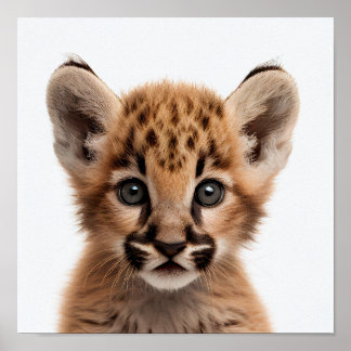 Retrato de Bebê Puma Fofo | Poster Quadrado 1:1