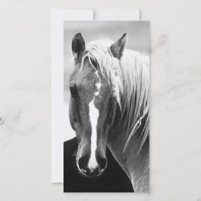 Retrato de Cavalo BW (Frente)