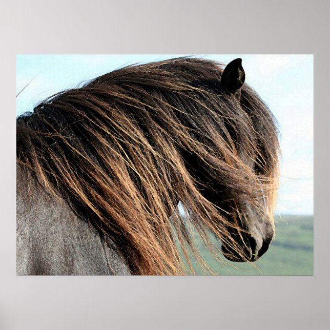 Retrato de Cavalo Islandês Poster (Frente)