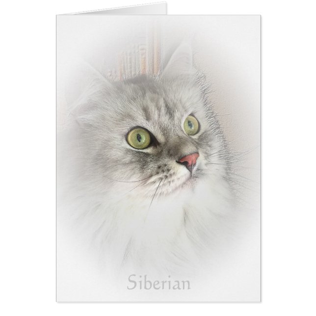 Retrato de um cartão Siberian (Frente)