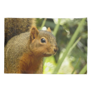 Retrato de um Esquilo Fotografia Animal