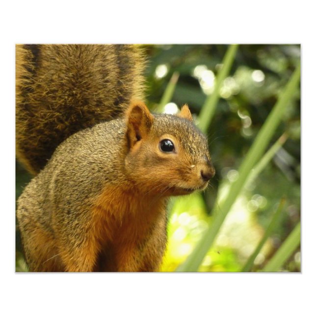 Retrato de um Esquilo Fotografia Animal (Frente)